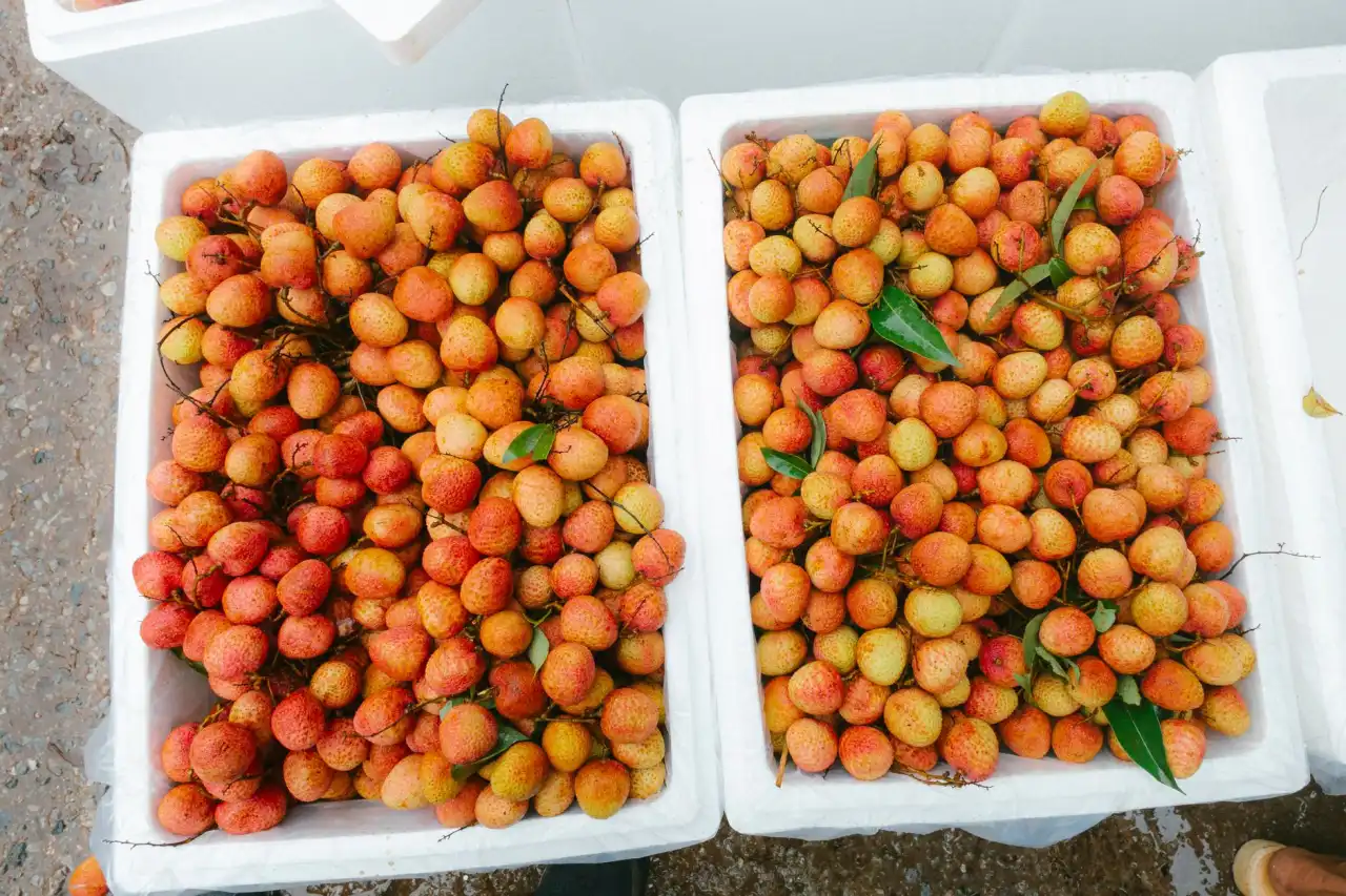 大连台发农业专业合作社特色种植品种与茬口安排技术解析