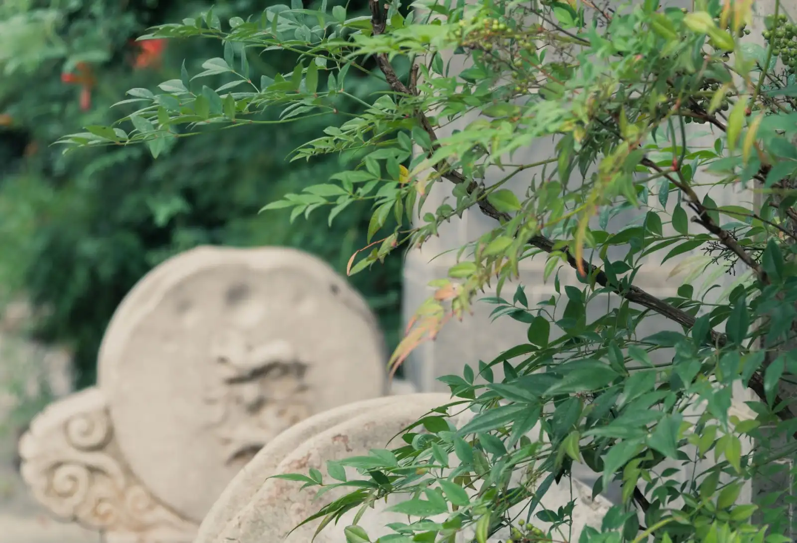 大连台发农业合作社玉米种植技术要点与品种选择指南