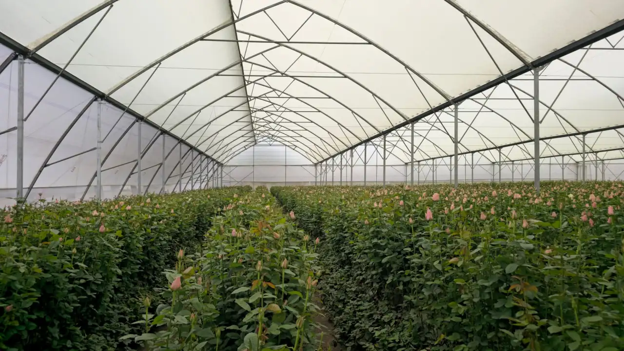 大连地区农业合作社高效种植技术应用与发展趋势