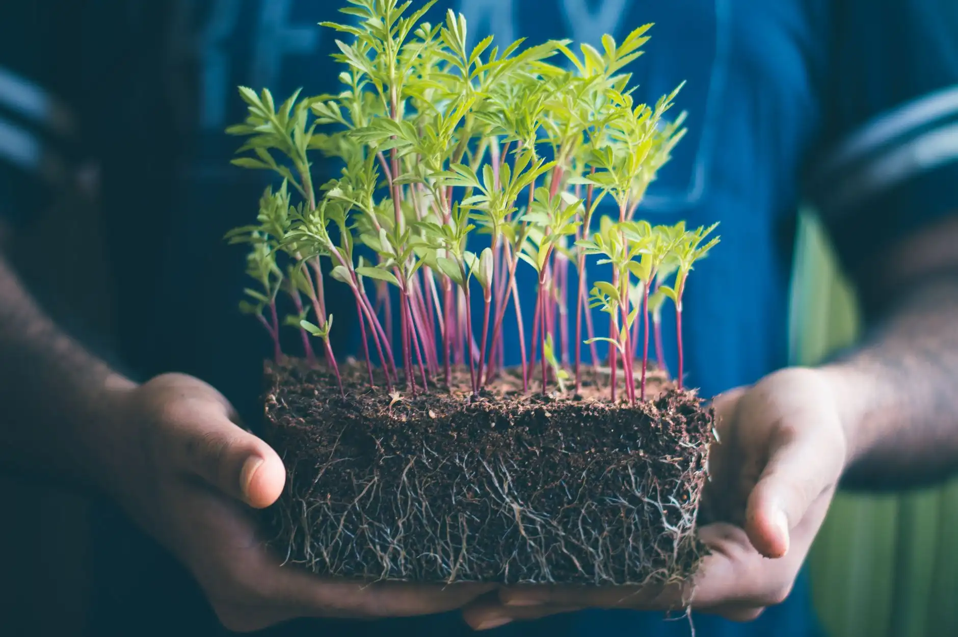 大连地区农业合作社种植技术升级方案与效益分析