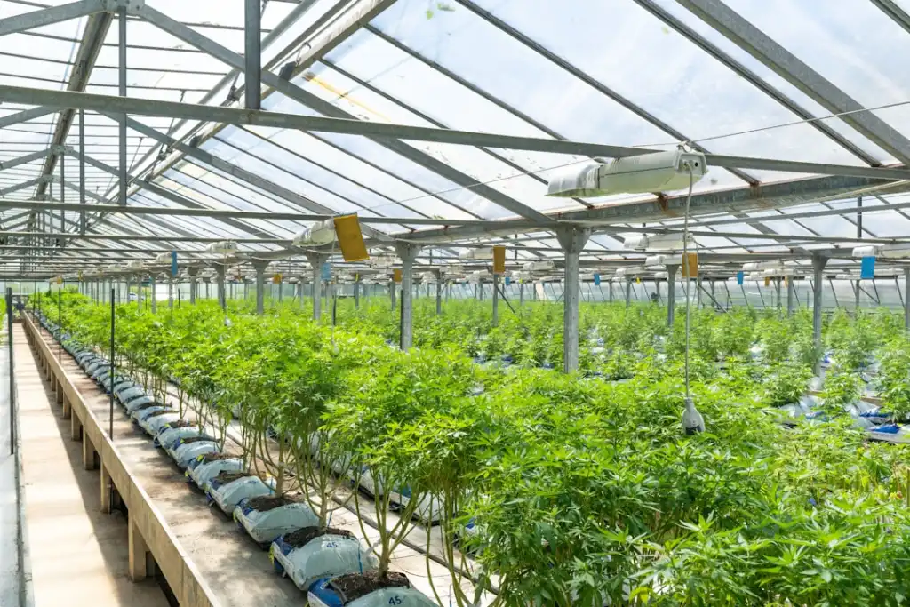 大连台发农业专业合作社：现代合作社经营模式如何提升农产品种植效益
