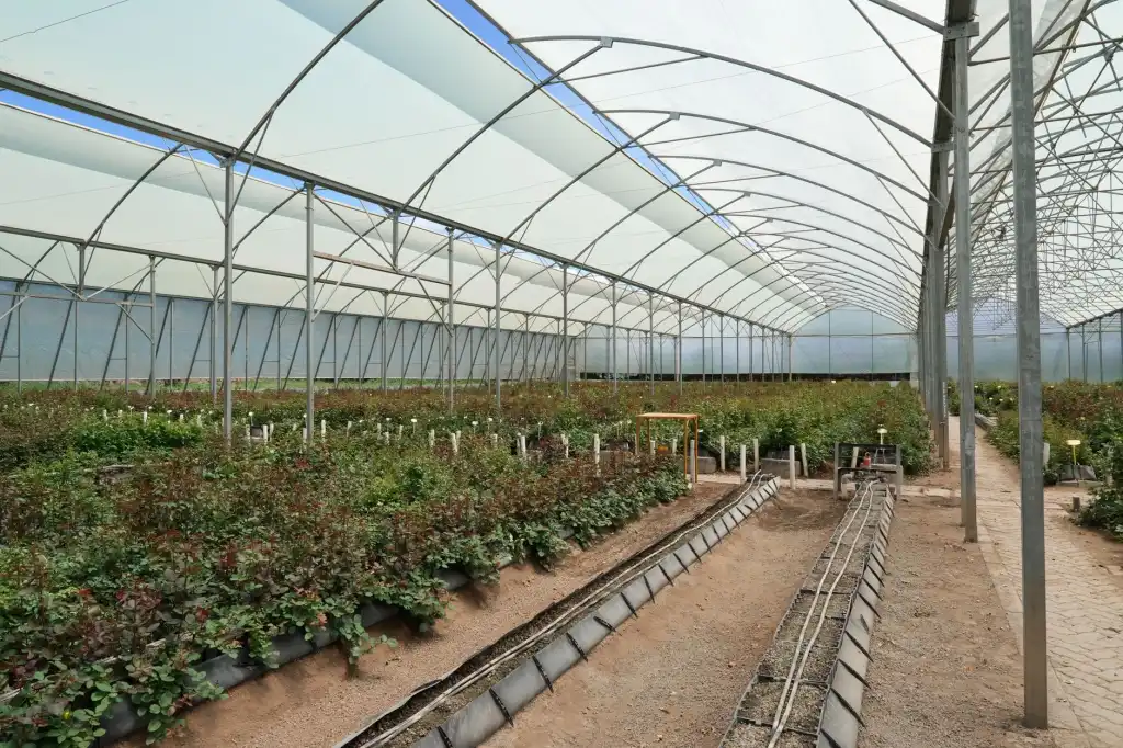 大连台发农业专业合作社农产品种植技术与品质管理实践解析正文配图 2